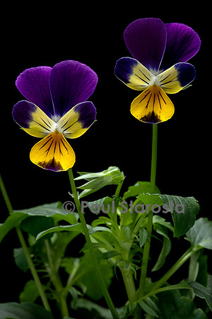 Viola tricolor (pensée sauvage, pensée tricolore)