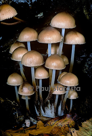 Mycena inclinata (mycène inclinée, mycène penchée)