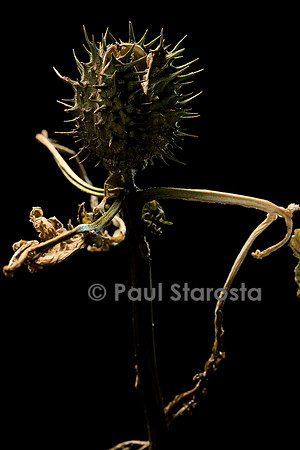 Datura stramonium (stramoine, herbe à taupe) - fruit