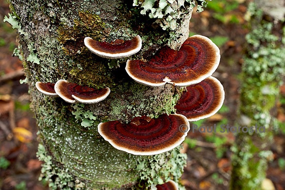 Gloeophyllum sepiarium (lenzite des clôtures)