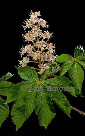 Aesculus hippocastanum (marronnier d'Inde) - inflorescence