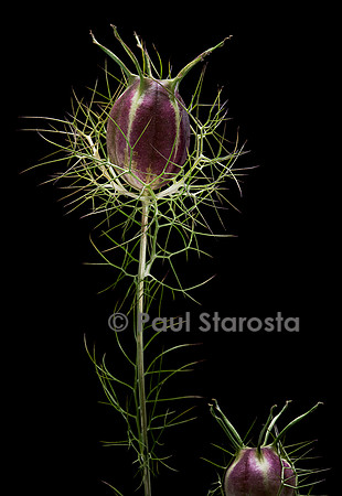 Nigella damascena (nigelle de Damas, Barbe-de-capucin) - fruit
