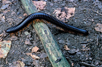Spirostreptus gigas (iule)