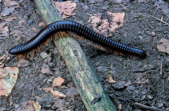 Spirostreptus gigas (iule)