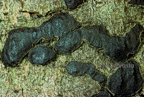 Diatrype disciformis (diatrype en disque)