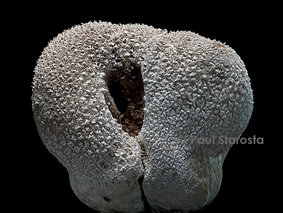 Calvatia utriformis (vesse-de-loup ciselée)