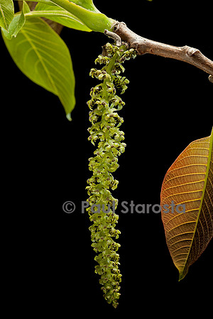 Juglans regia (noyer) - chaton ou fleurs mâles