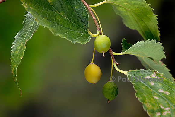 Celtis australis (micocoulier de Provence, micocoulier du Midi) - fruits