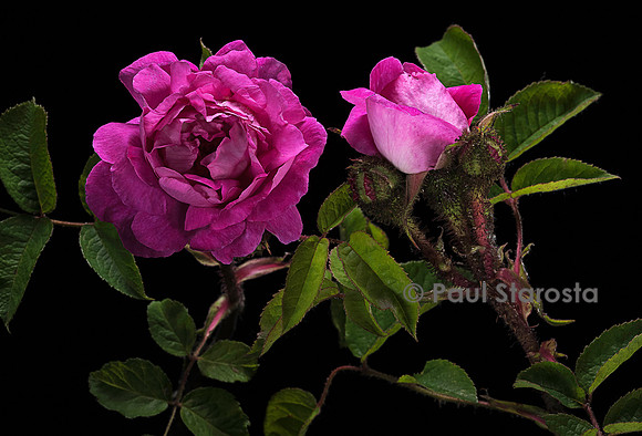 Rosa X centifolia muscosa ‘Vénus’