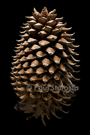 Pinus coulteri (pin de Coulter) - fruit