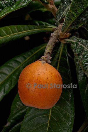 Eriobotrya japonica (Néflier du Japon, bidacier, bidassier) - fruit