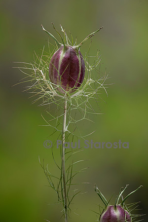 Nigella damascena (nigelle de Damas, Barbe-de-capucin) - fruit