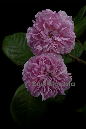 Rosa X damascena ‘Petite Lisette’