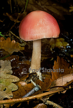 Mycena pura (mycène pure)