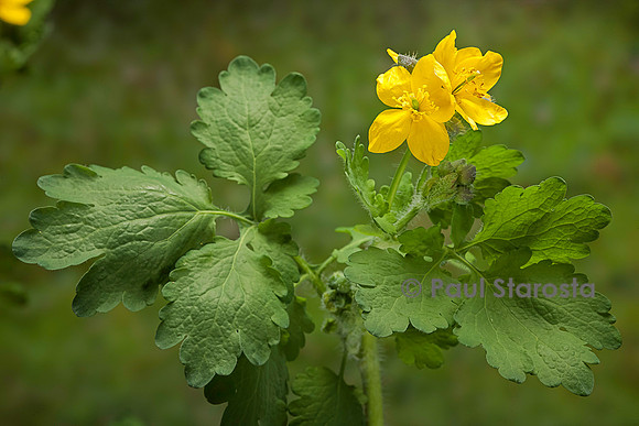 Chelidonium majus (chélidoine ou herbe aux verrues)