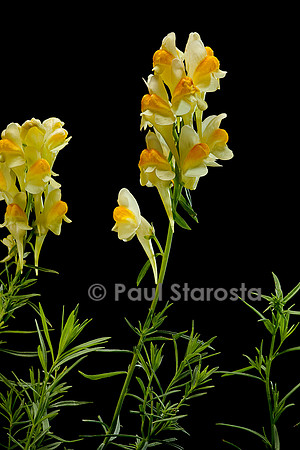 Linaria vulgaris (linaire commune)