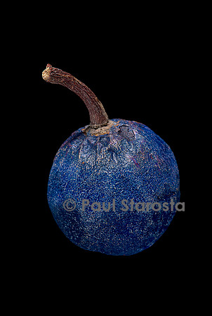 Elaeocarpus angustifolius (larme de Shiva, cerisier bleu) - fruit