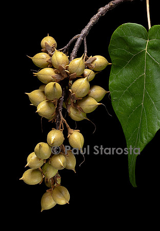 Paulownia tomentosa (paulownia, paulownia impérial) - fruits