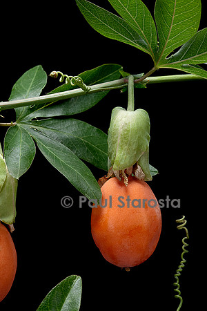Passiflora caerulea (fleur de la Passion, passiflore bleue, grenadille) - fruit