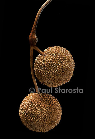 Platanus X acerifolia (platane commun) - fruit
