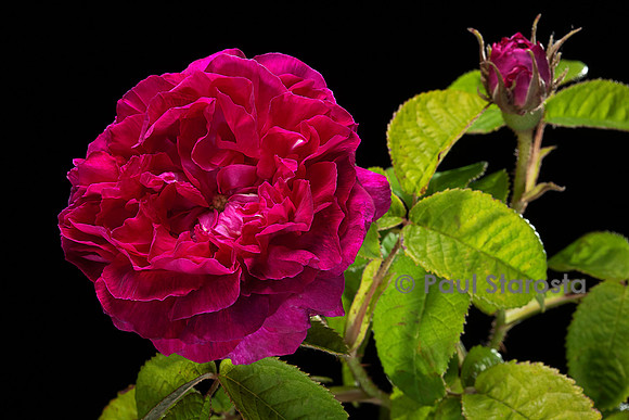 Rosa gallica ‘Pucelle de Lille’