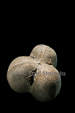 Hevea brasiliensis (hévéa, arbre à caoutchouc) - fruit