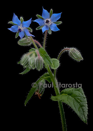 Borago officinalis  (bourrache, bourrache officinale)