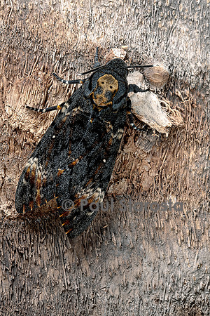Acherontia atropos (sphinx tête-de-mort) - sur un tronc