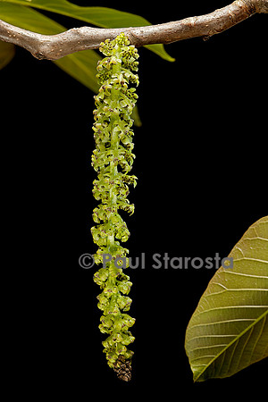 Juglans regia (noyer) - chaton ou fleurs mâles