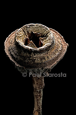 Eucalyptus macrocarpa - fruit