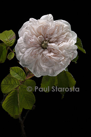 Rosa X damascena ‘Madame Hardy’