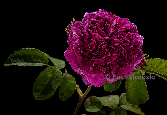 Rosa gallica ‘Louis Philippe’