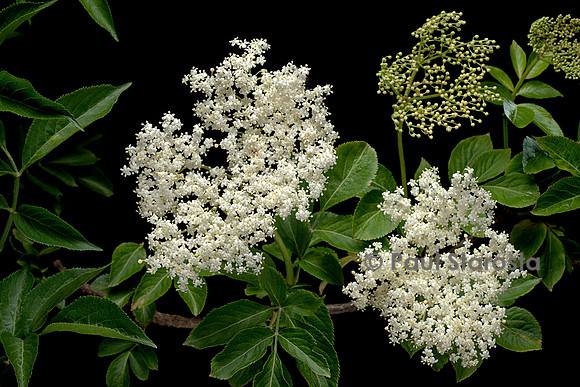 Sambucus nigra (grand sureau, sureau noir, arbre de Judas) - inflorescence