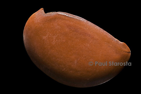 Omphalocarpum elatum (sein de jeune fille)