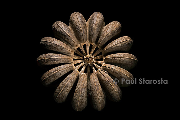 Hura crepitans (sablier) - fruit