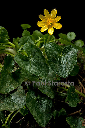 Ranunculus ficaria (ficaire)