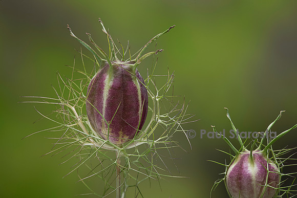 Nigella damascena (nigelle de Damas, Barbe-de-capucin) - fruit