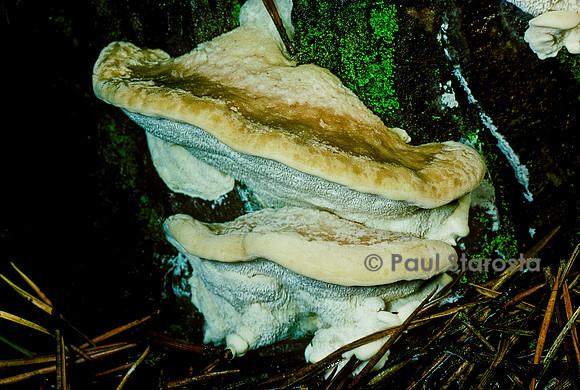 Leptoporus lacteus (polypore souris)