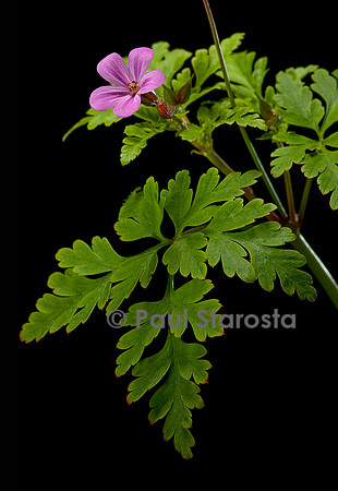 Geranium robertianum (herbe à Robert)