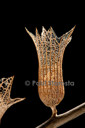 Hyoscyamus albus (jusquiame blanche) - fruit