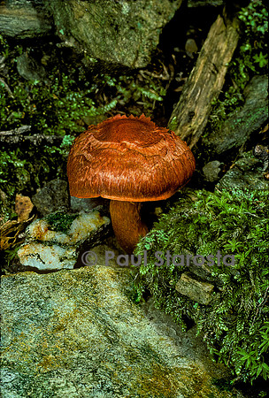 Cortinarius semisanguineus (cortinaire semi-sanguin)
