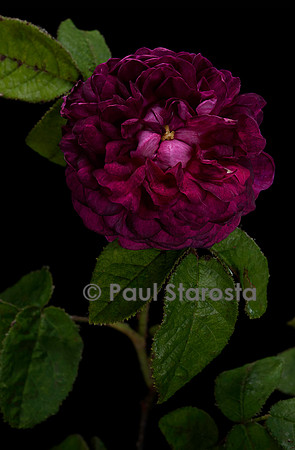 Rosa X centifolia muscosa ‘Capitaine John Ingram’