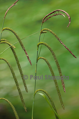 Carex pendula (laîche à épis pendants, laîche pendante, laîche élevée) - fruits