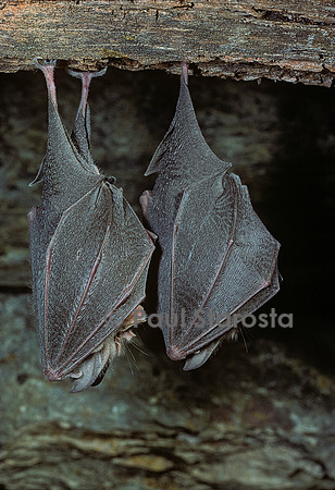 Rhinolophus hipposideros (petit fer à cheval, petit rhinilophe)
