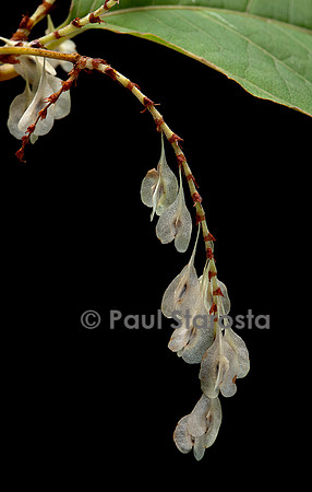 Reynoutria japonica (renouée du japon) - fruits