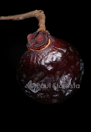 Sapindus saponaria (savonnier des Antilles, noix de lavage) - fruit