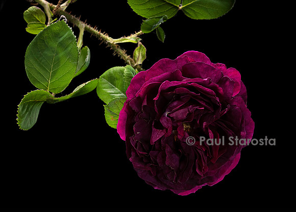 Rosa X centifolia muscosa ‘La Caille’