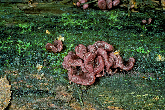Ascocoryne sarcoïde (coryne charnue)