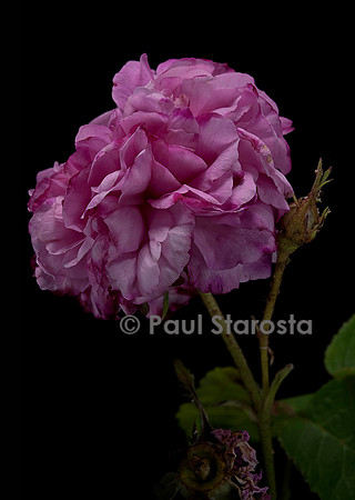 Rosa X damascena ‘Pink Leda’