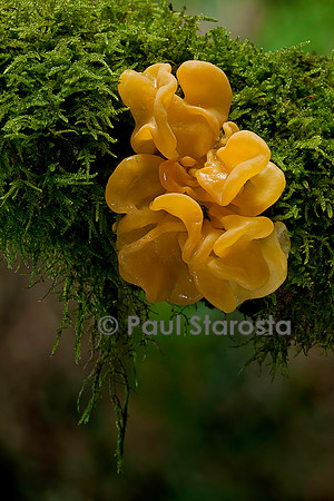 Tremella mesenterica (trémelle mésentérique)